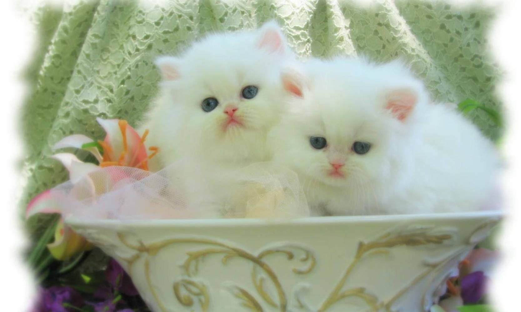 "Ethereal White Cats Nestled in a Vase" Wallpaper