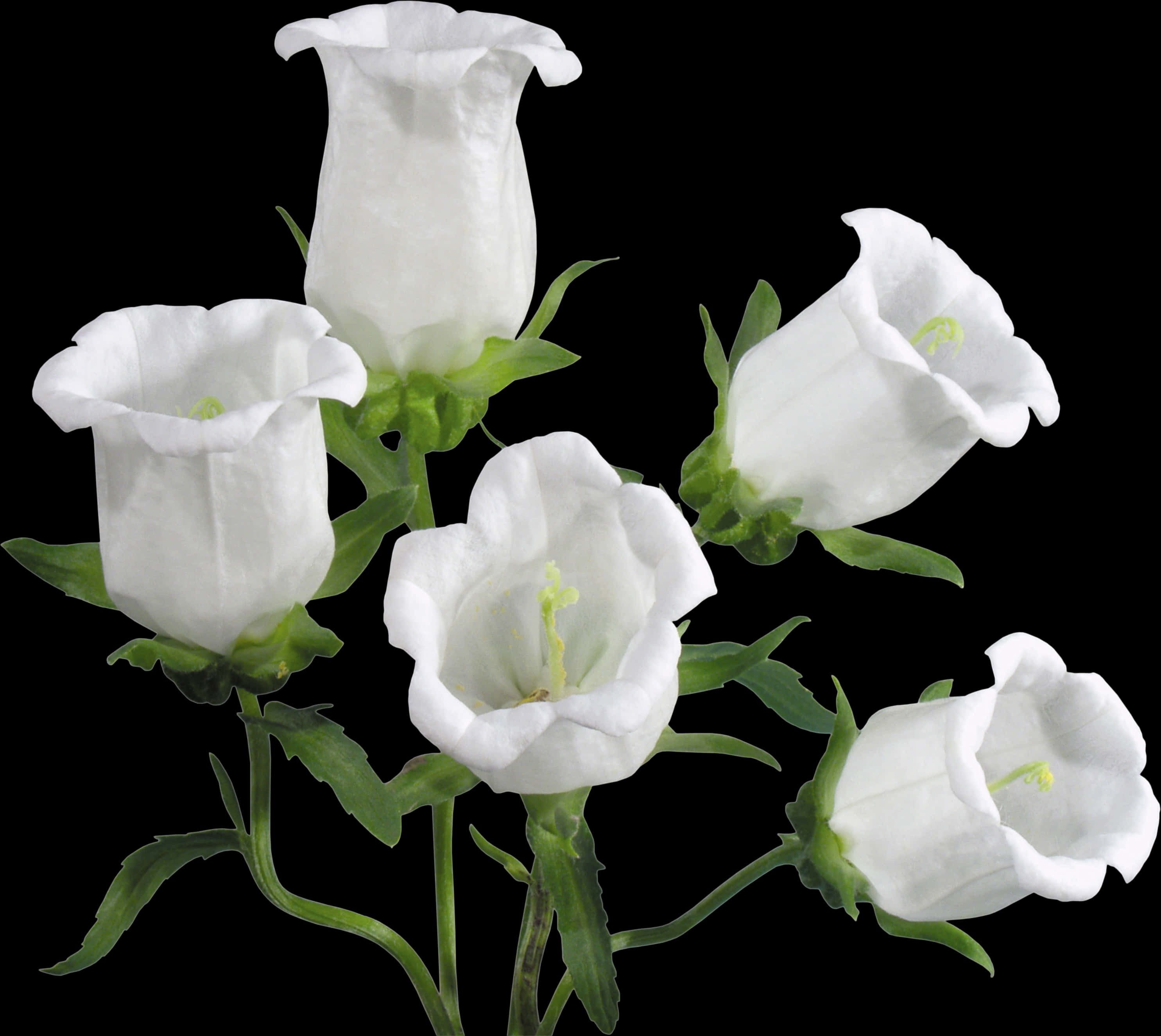 White Bell Shaped Flowers Black Background PNG