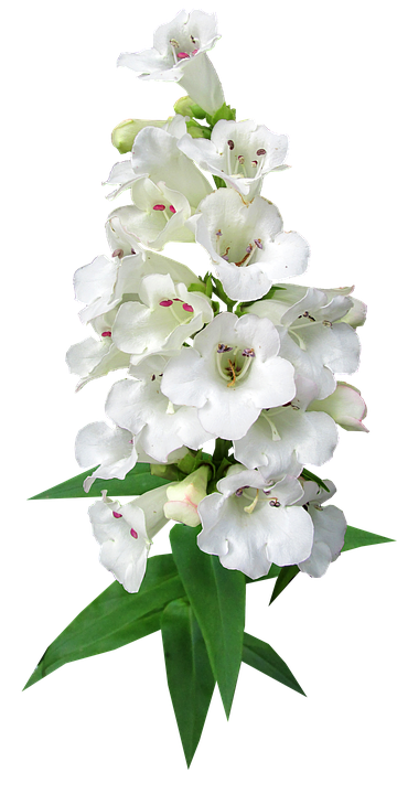 White Bellflower Bouquet.png PNG