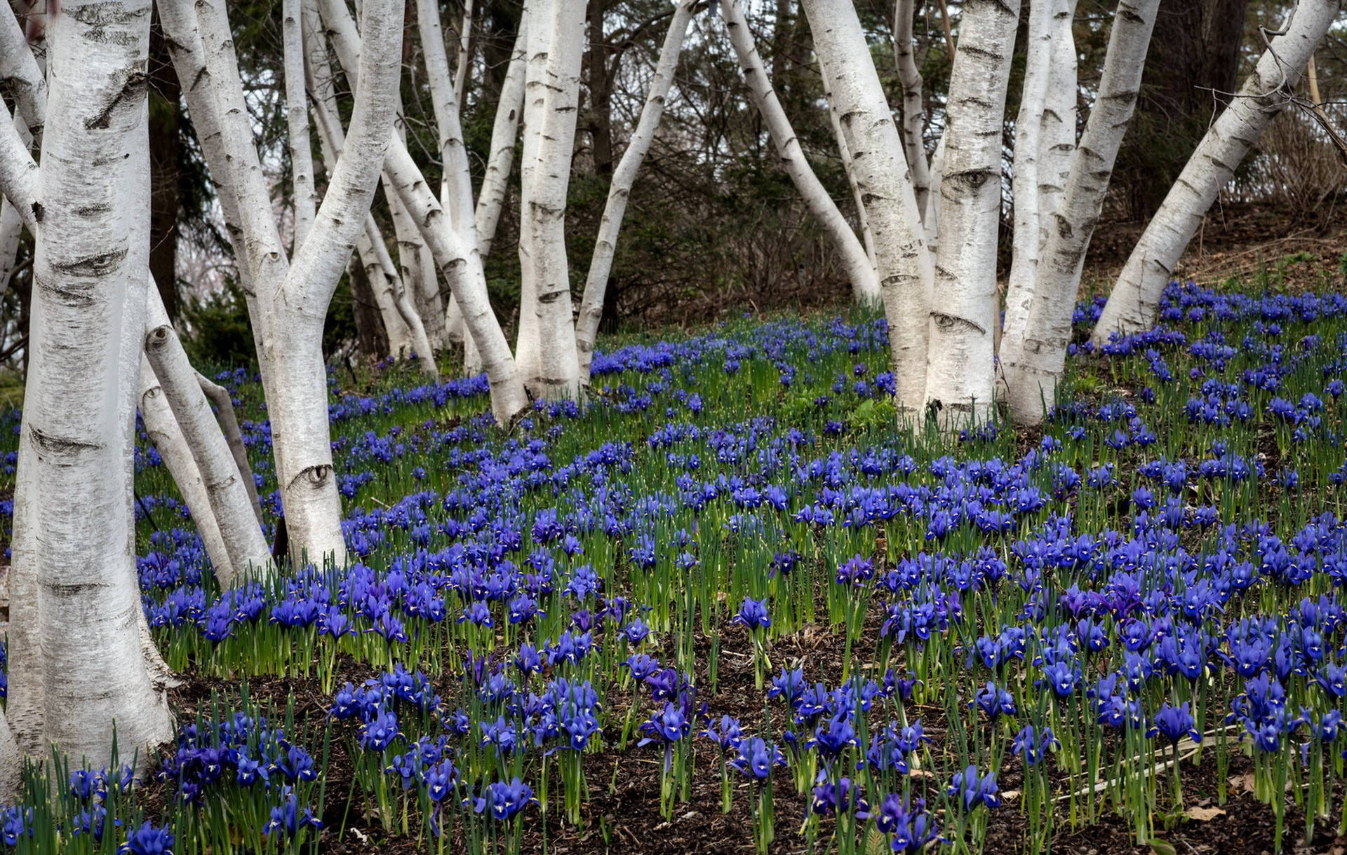 Árbolde Abedul Blanco Con Flores De Campanillas Azules Fondo de pantalla