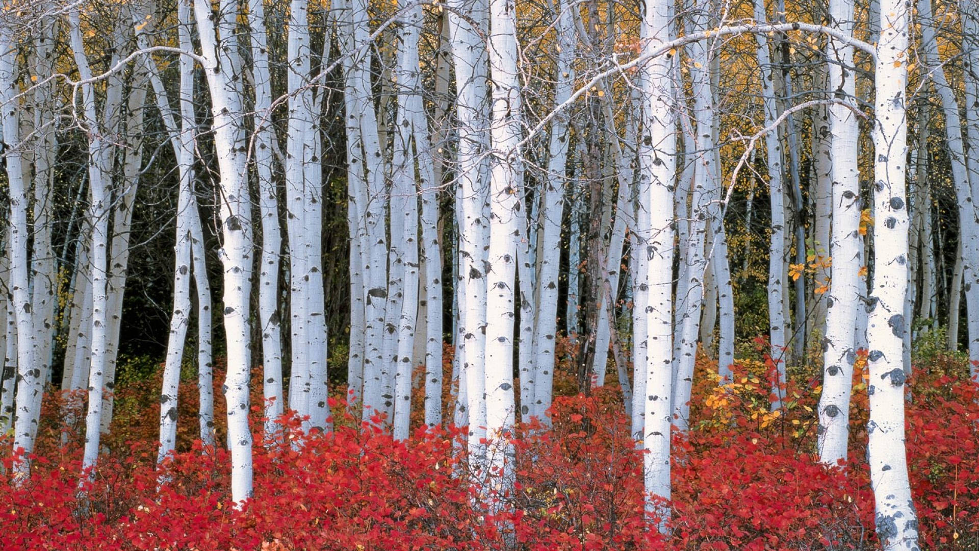 White Birch Tree Forest Red Flowers Wallpaper