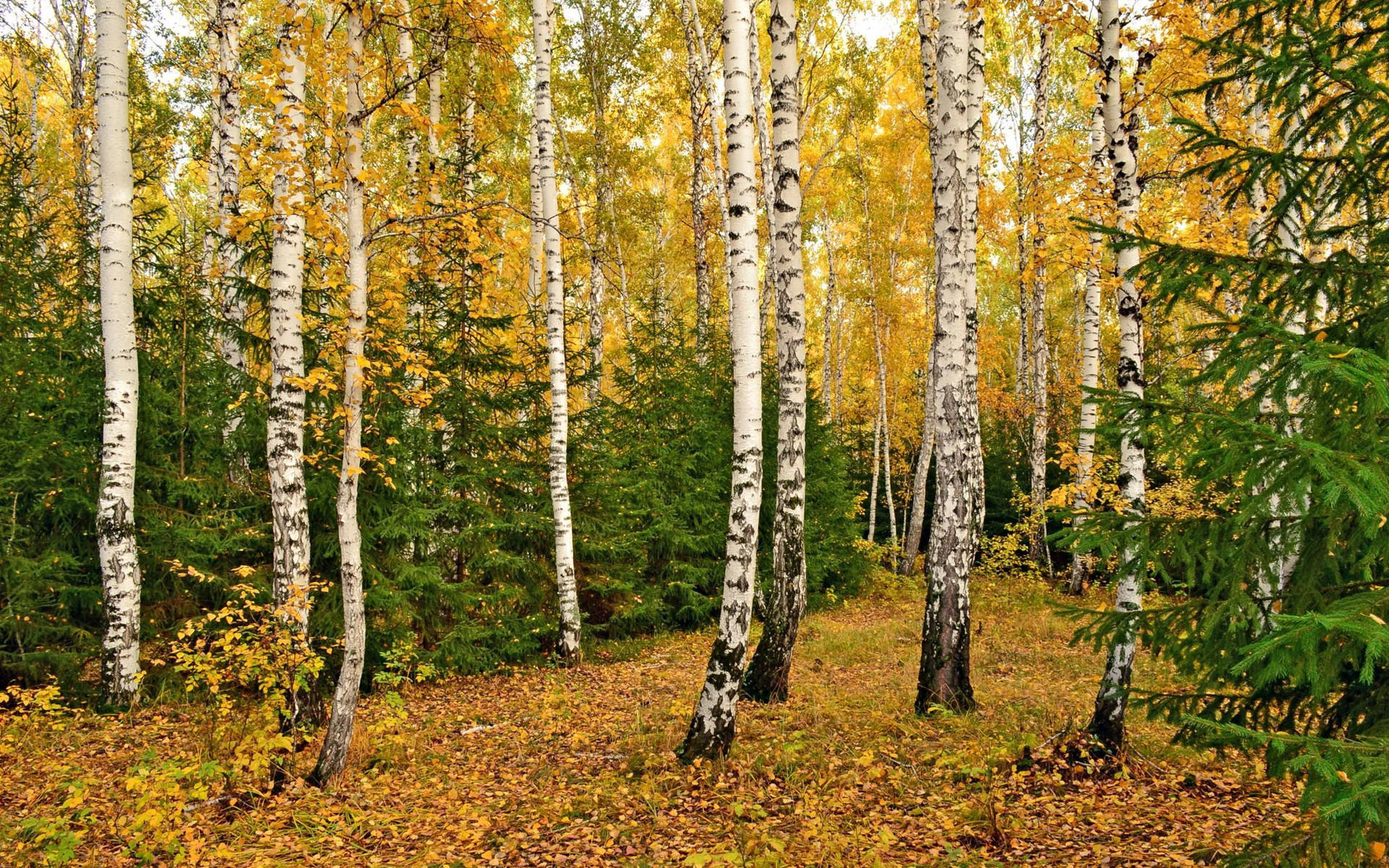 White Birch Tree Forest Yellow Wallpaper
