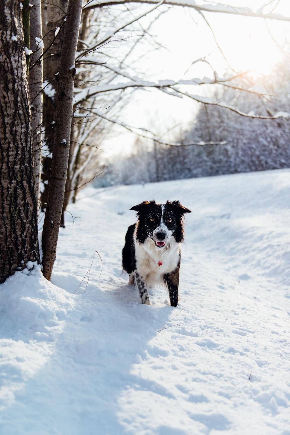 Cachorritoblanco Y Negro Lindo En La Nieve. Fondo de pantalla