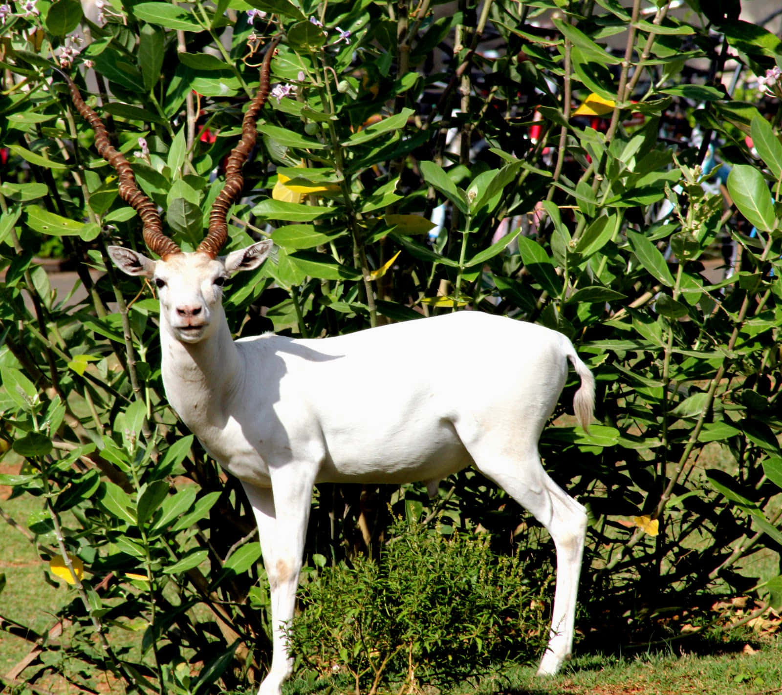 White Blackbuck Standing Garden Wallpaper