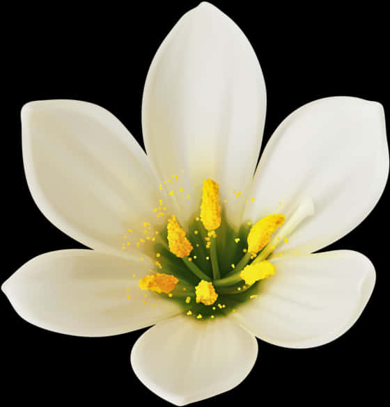 White Bloom Black Background PNG