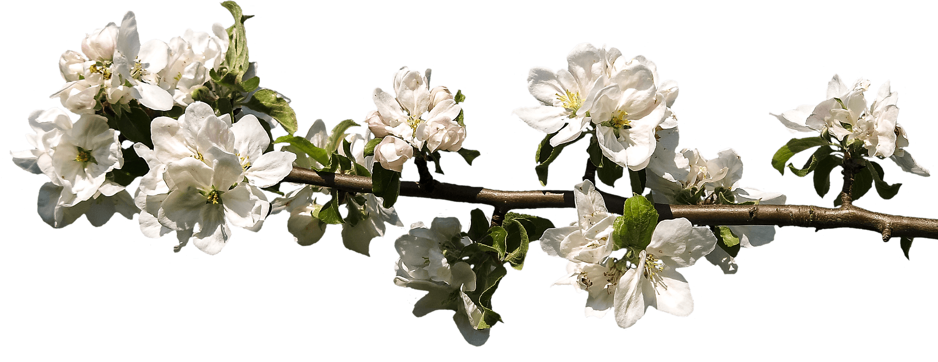 White Blossom Branch Springtime PNG