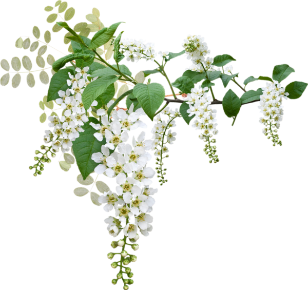 White Blossoming Branches.png PNG
