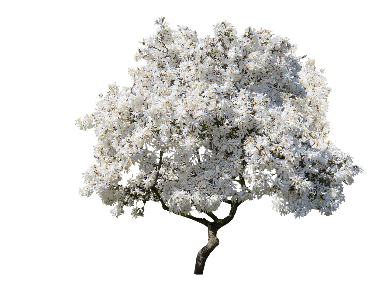 White Blossoming Tree Clear Sky Background PNG