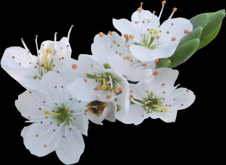 White Blossoms Transparent Background PNG