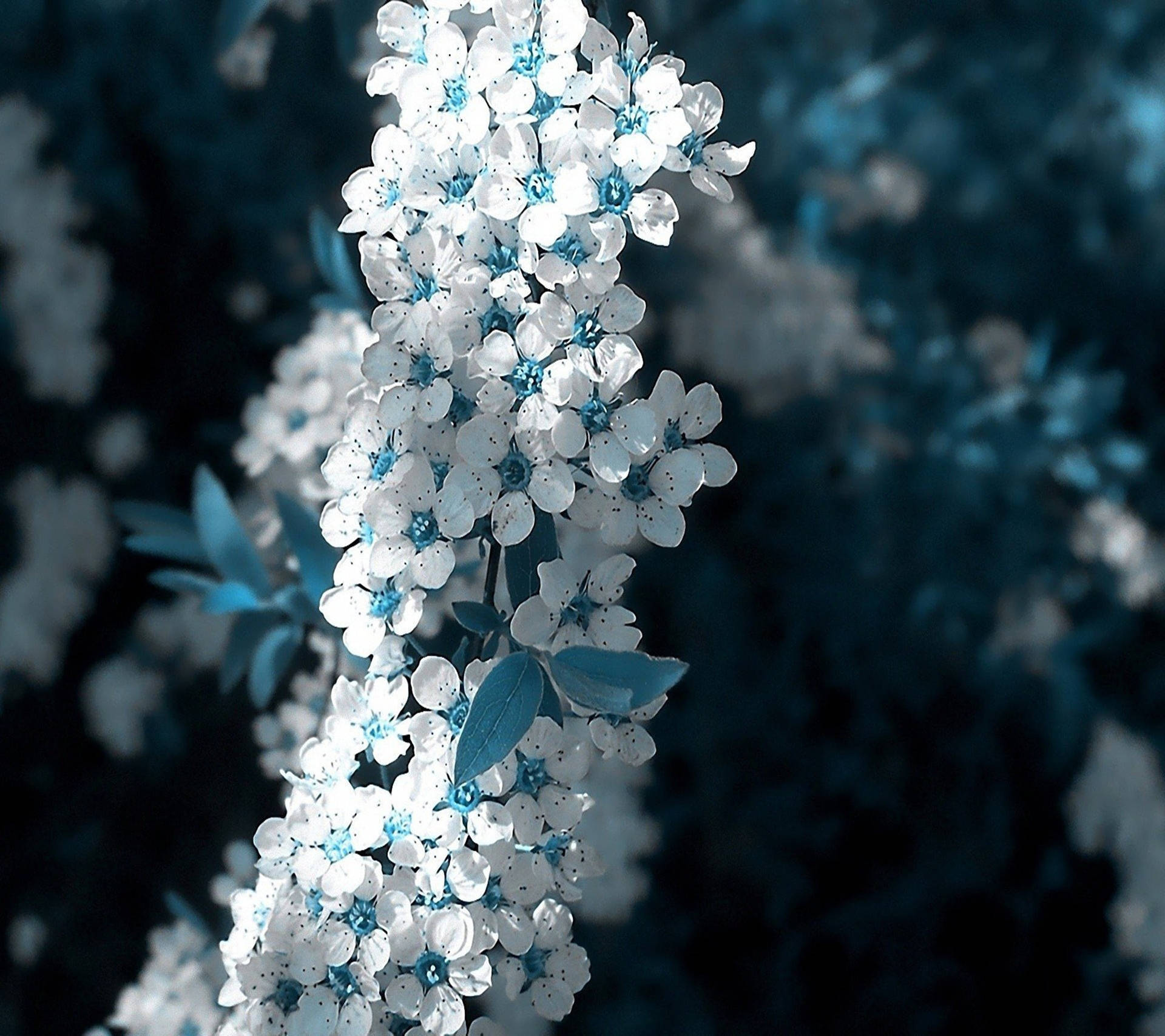 White Blue Sakura Beautiful Flower Picture