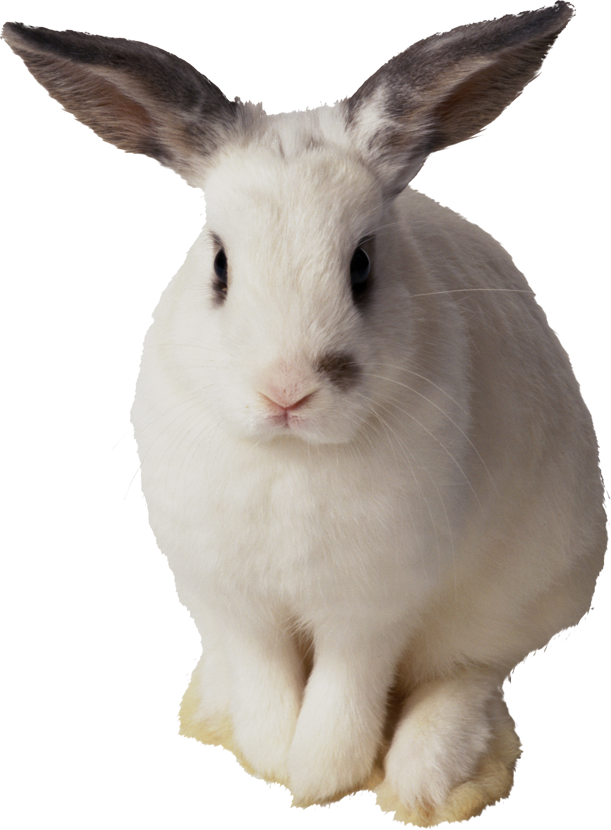 White Brown Eared Rabbit PNG