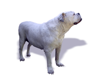 White Bulldog Profile Black Background PNG