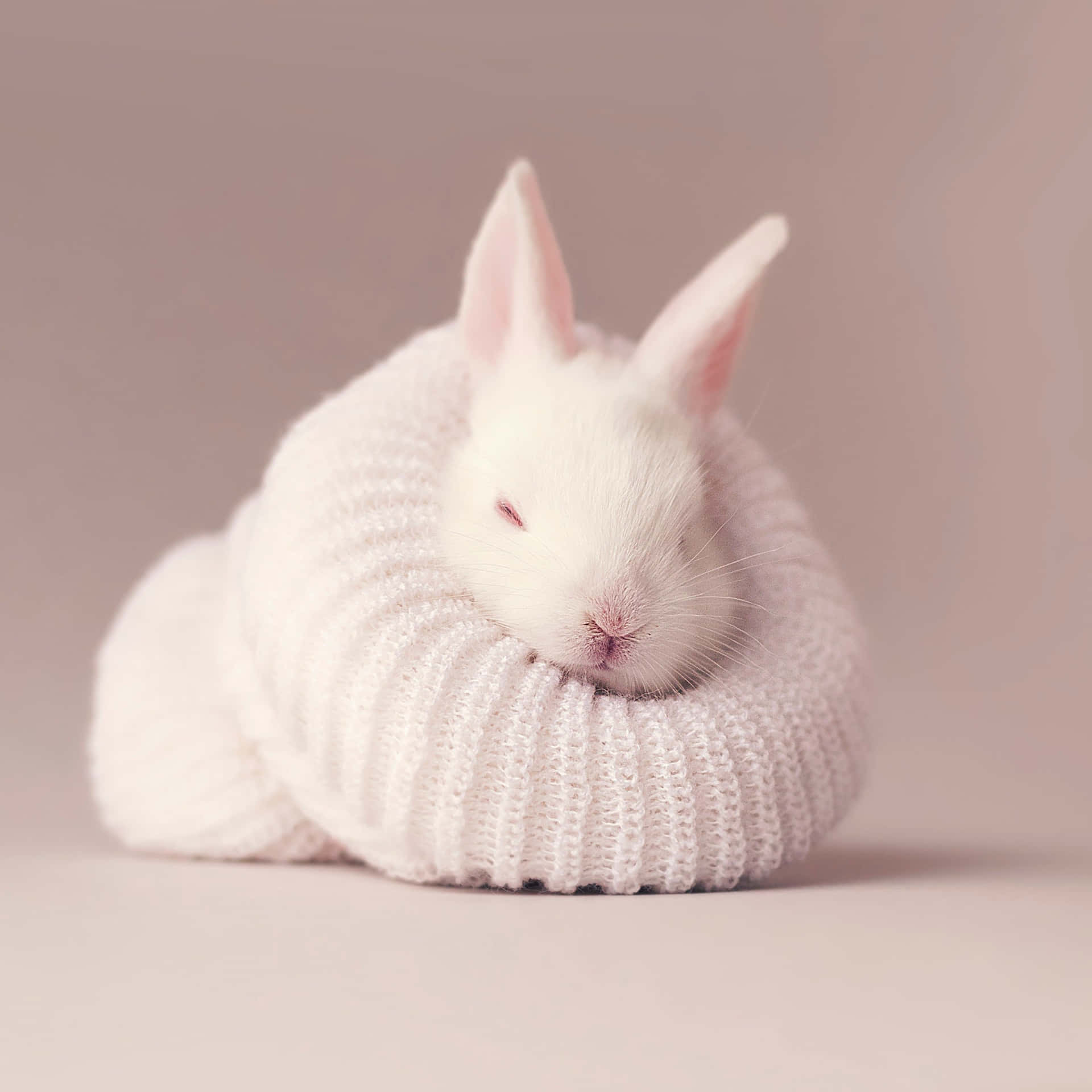 White Bunnyin Knitted Sweater Cozy Aesthetic.jpg Wallpaper