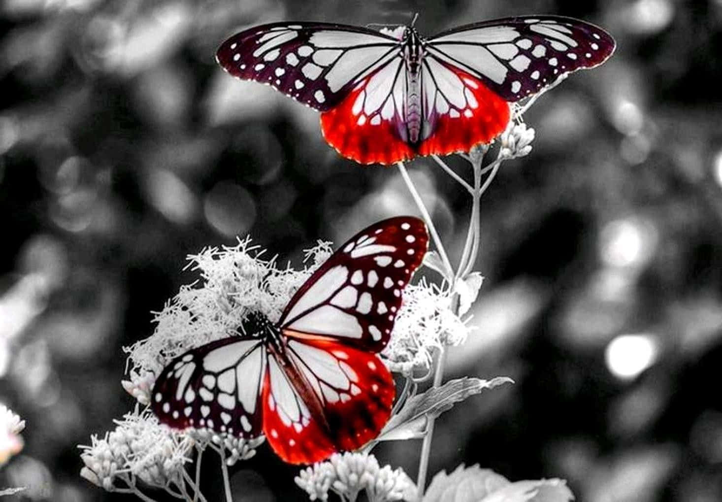 The alluring beauty of a white butterfly. Wallpaper