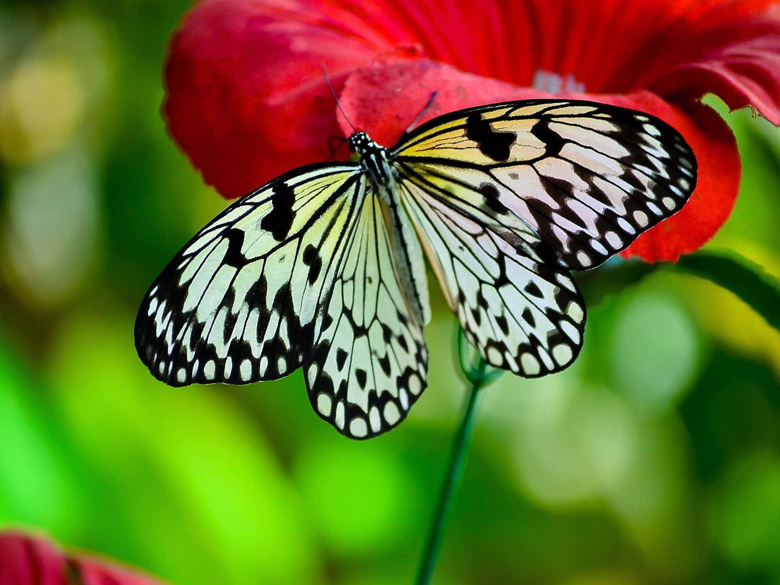 White Butterfly Flying Through the Air Wallpaper