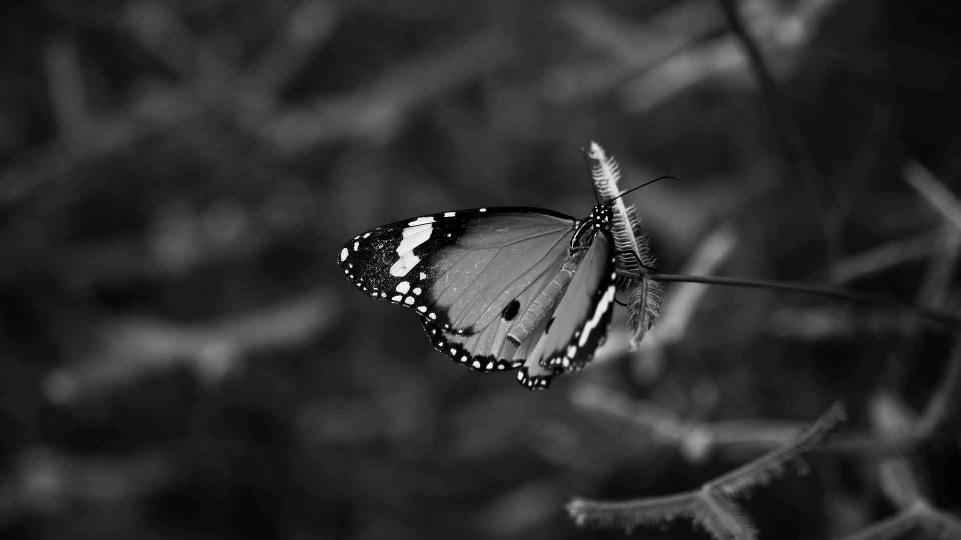 White Butterfly Flying in a Field of Flowers Wallpaper