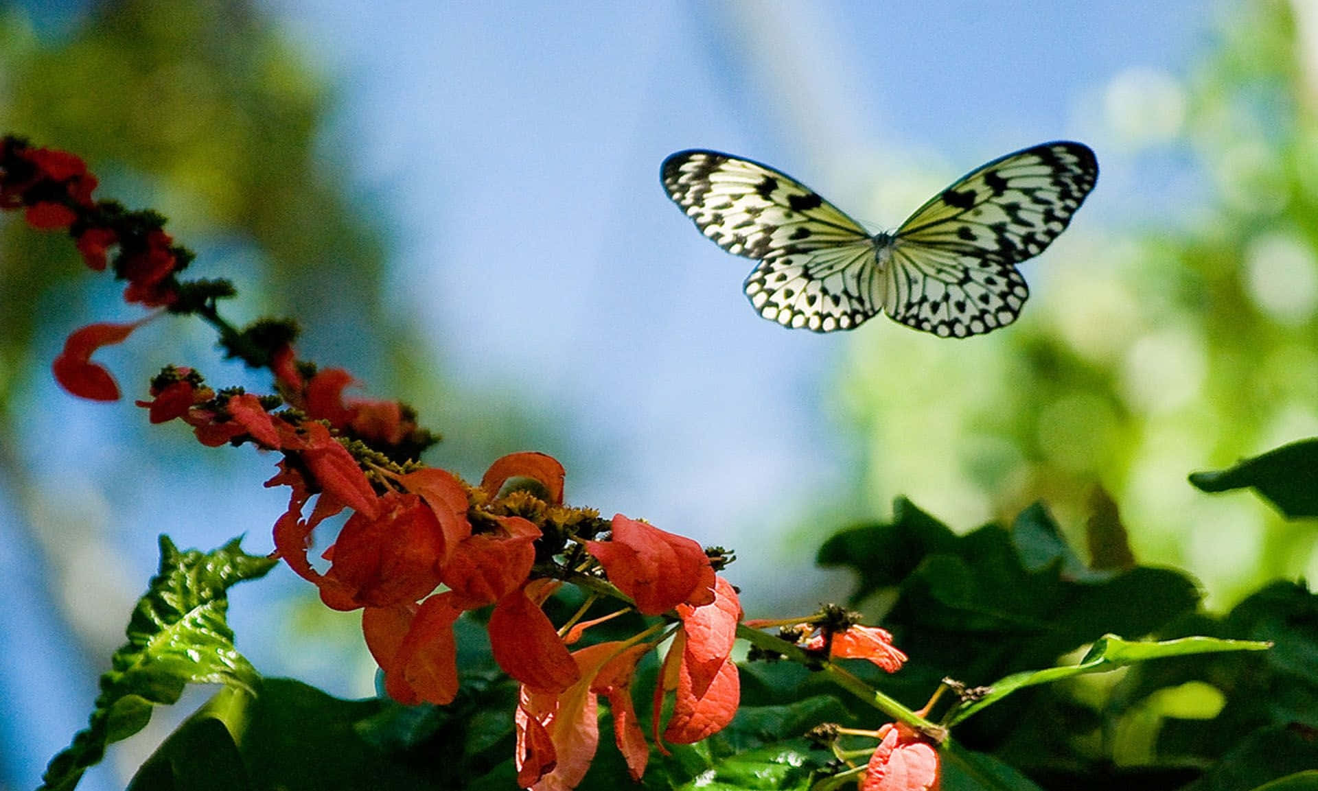 White butterfly - a symbol of life and beauty Wallpaper