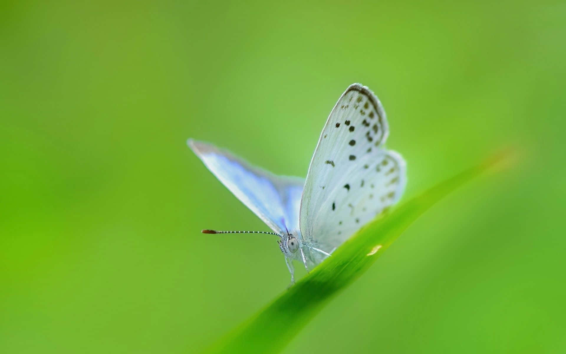 Seekor Kupu-kupu Putih Yang Halus Melayang Di Antara Bunga. Wallpaper