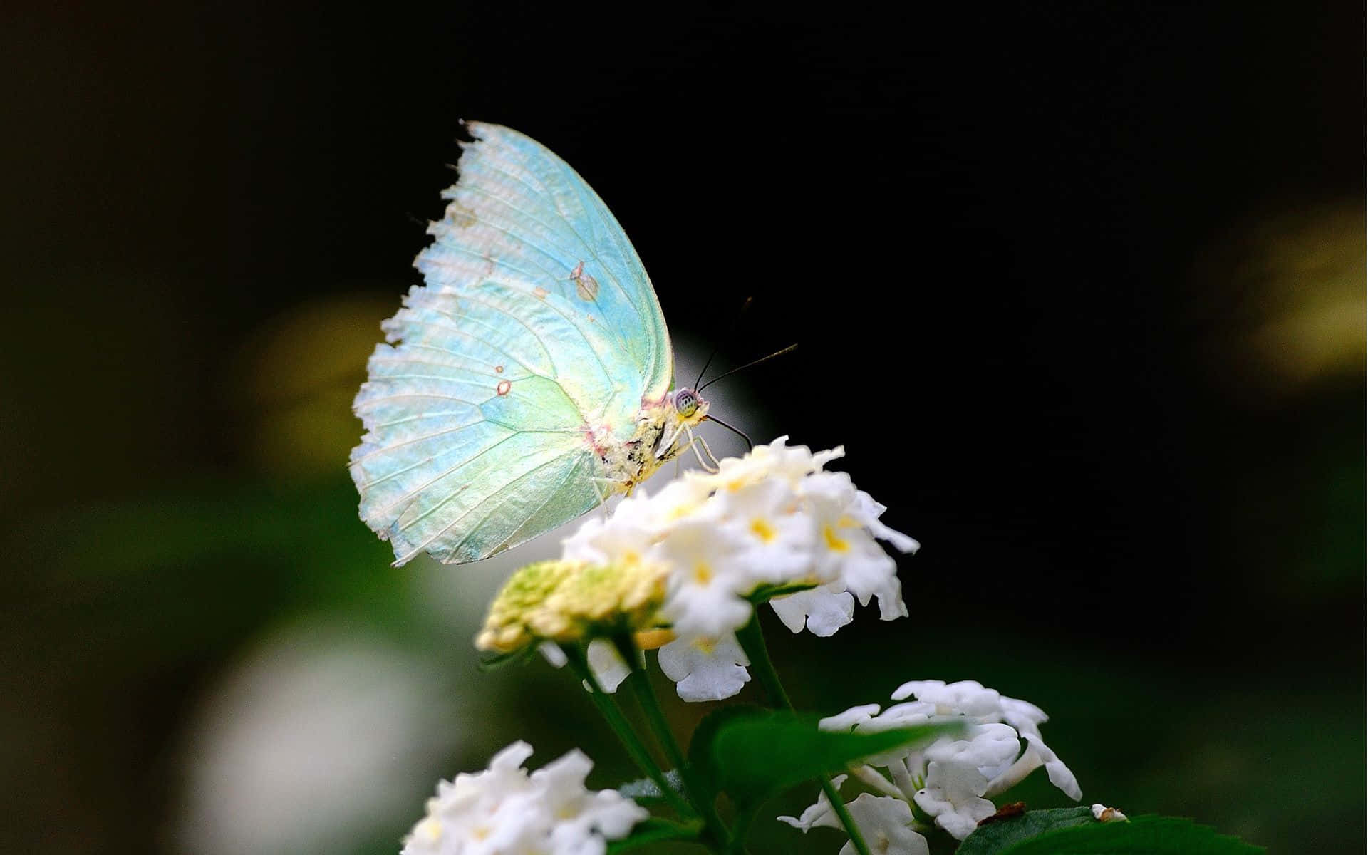 Een Mooie Witte Vlinder Die Vredig Op Een Blad Zit. Achtergrond