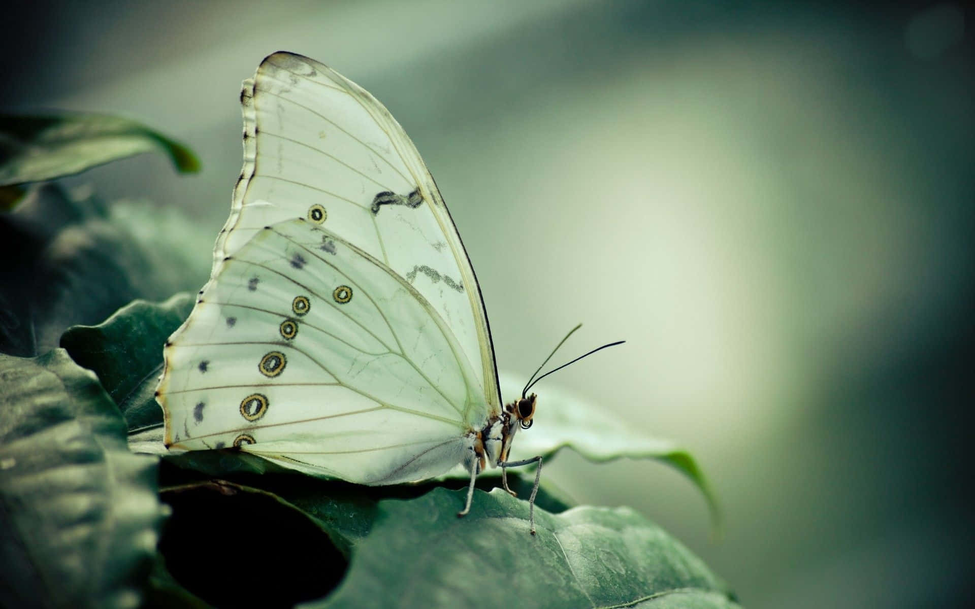 Taking Flight – A white butterfly flutters in the midst of a field of wildflowers. Wallpaper