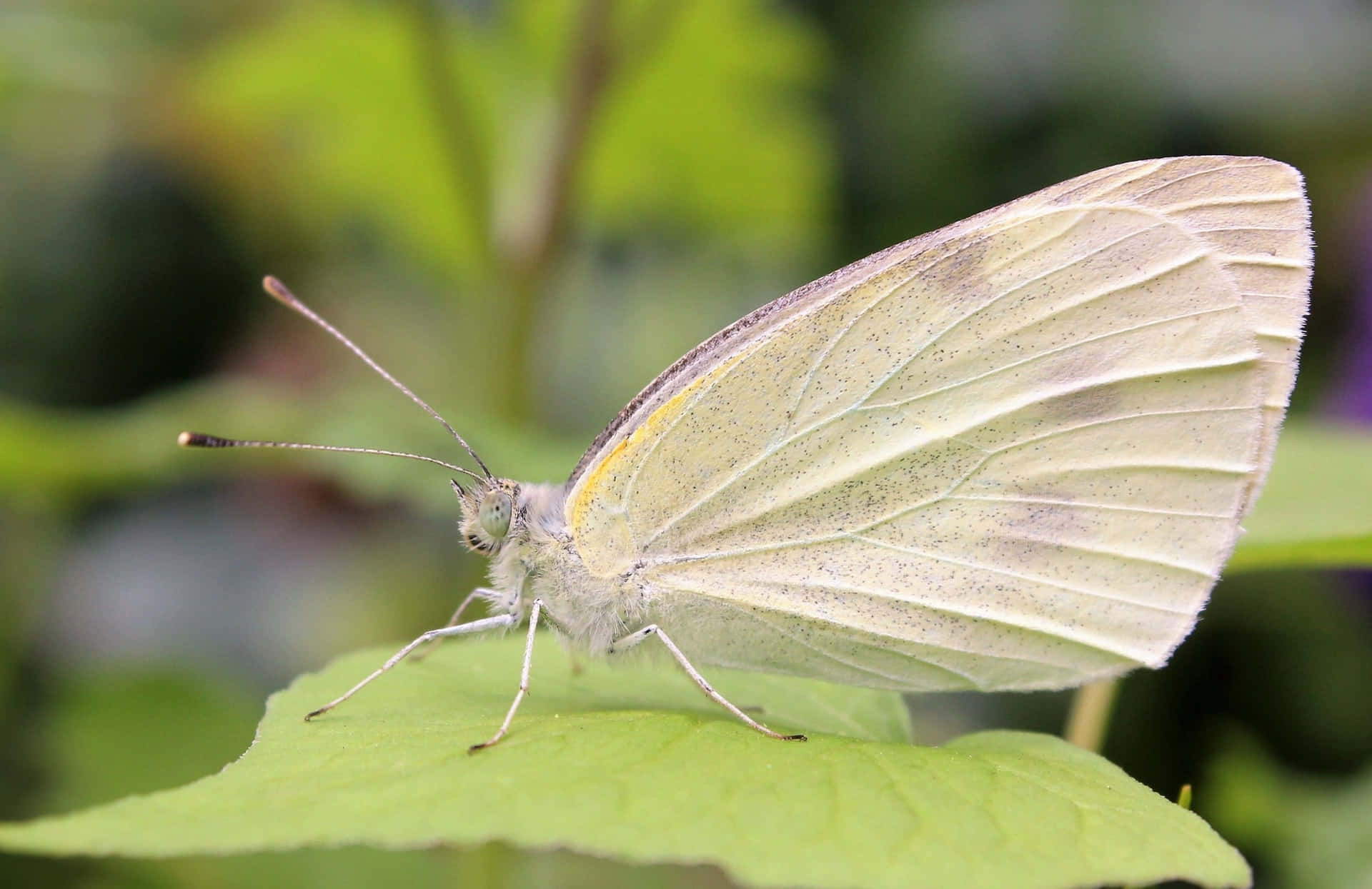 A beautiful white butterfly resting on a leaf Wallpaper