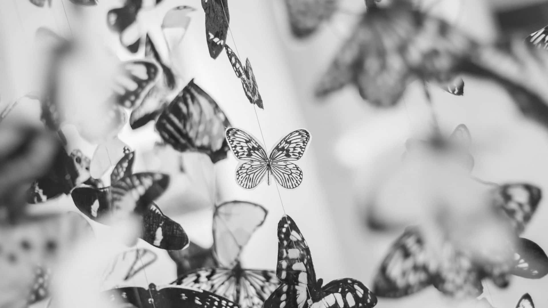 A beautiful white butterfly wings up high. Wallpaper