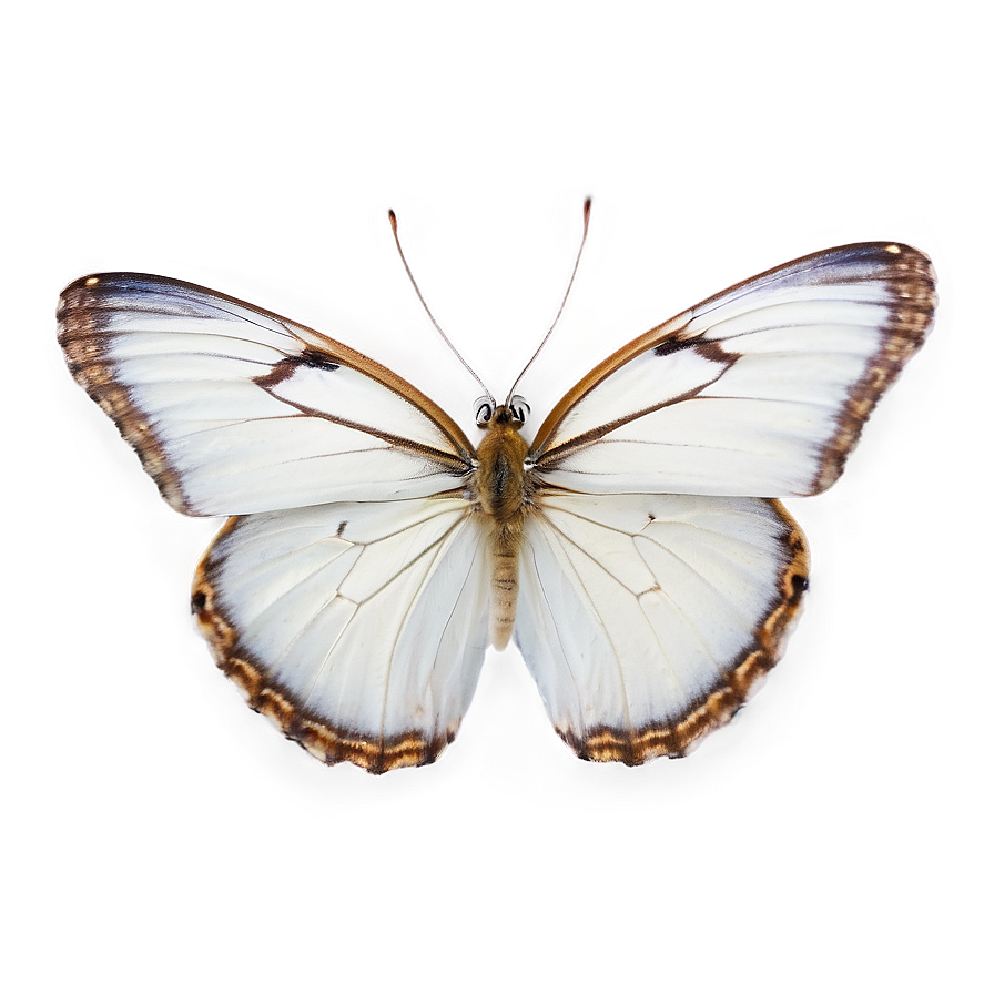 Download White Butterfly Isolated Png 06122024 | Wallpapers.com