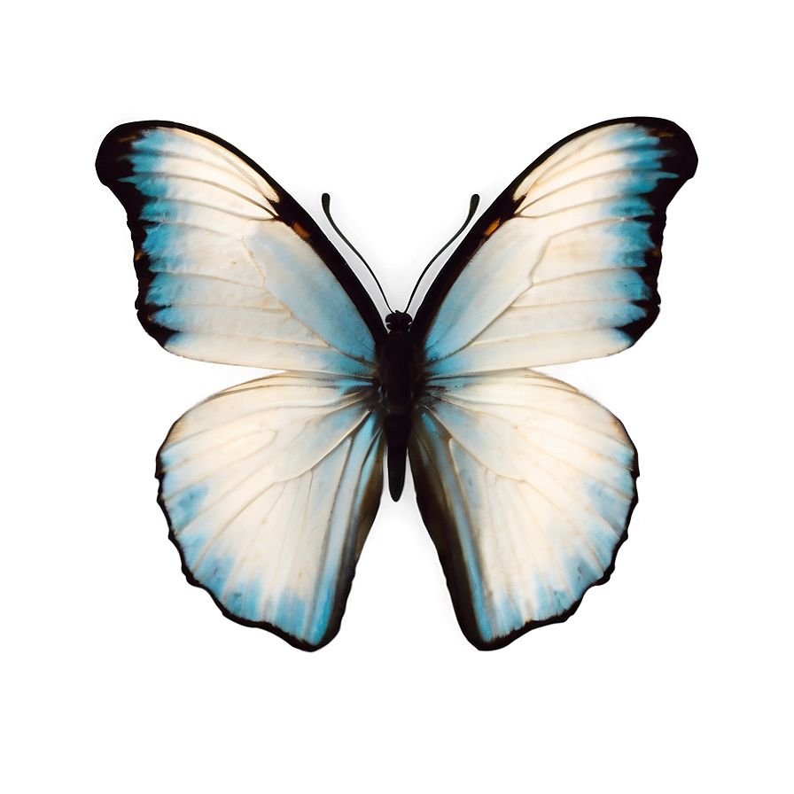 Download White Butterfly Isolated Png Nnw68 | Wallpapers.com