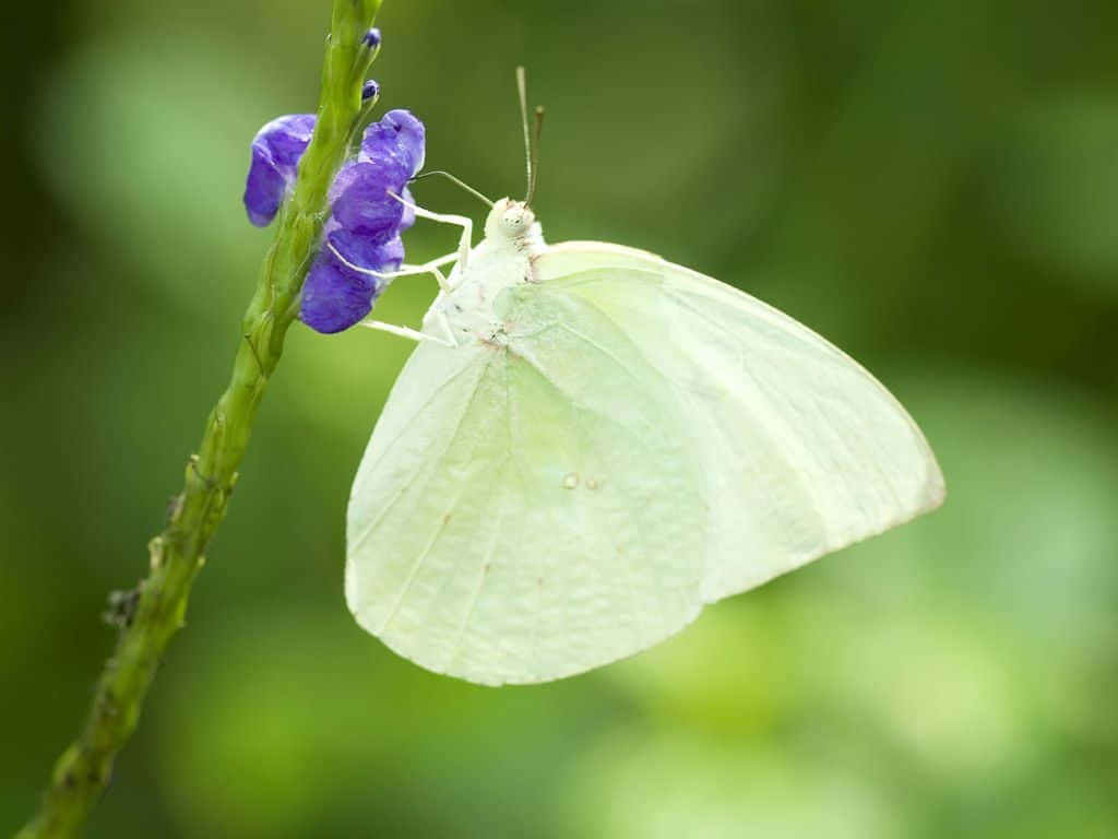 "A White Butterfly Soaring Through the Air" Wallpaper