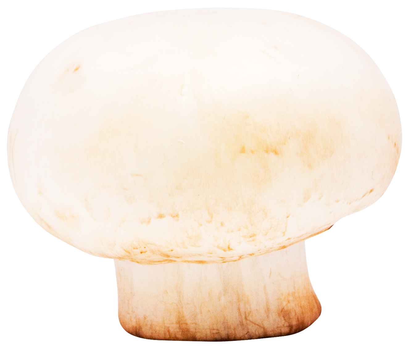 White Button Mushroom Isolated PNG