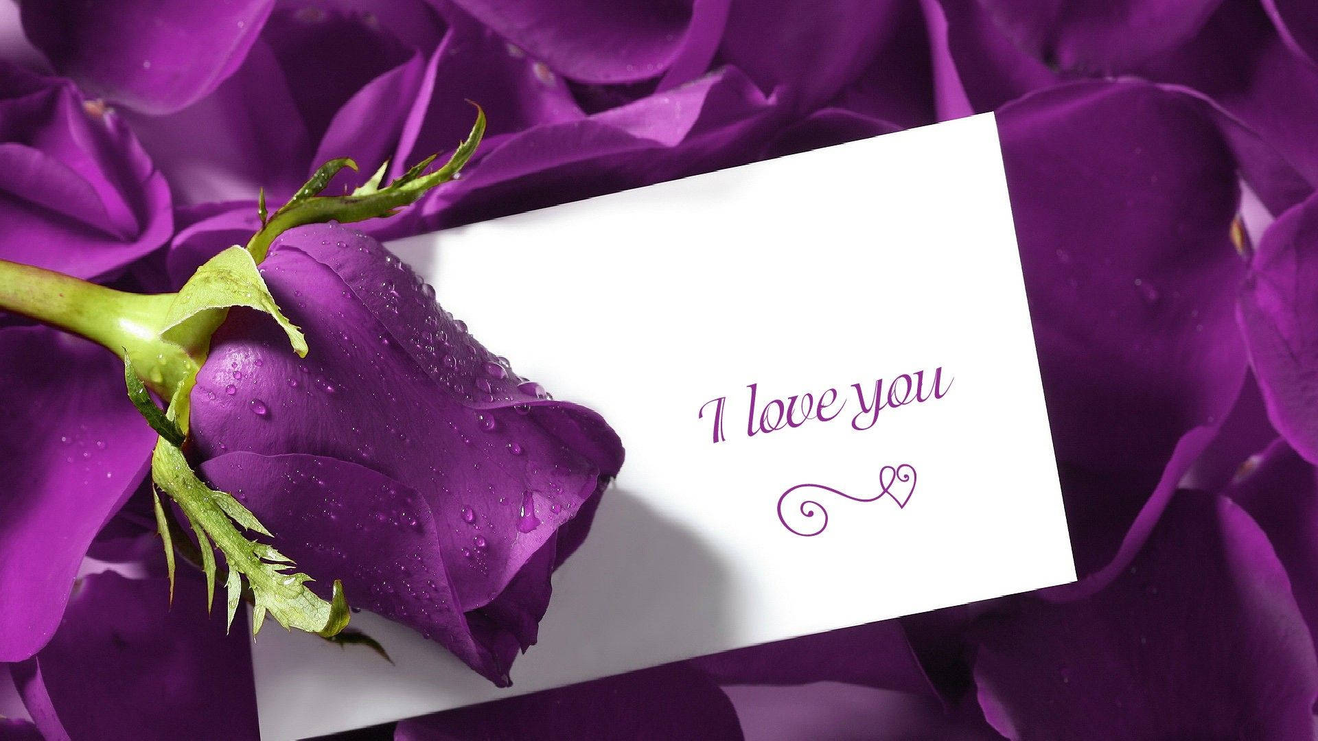 White Card And Purple Rose Wallpaper
