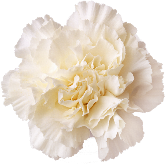 White Carnation Flower Isolated PNG