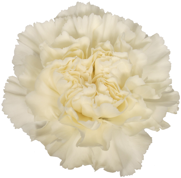 White Carnation Flower Isolated PNG