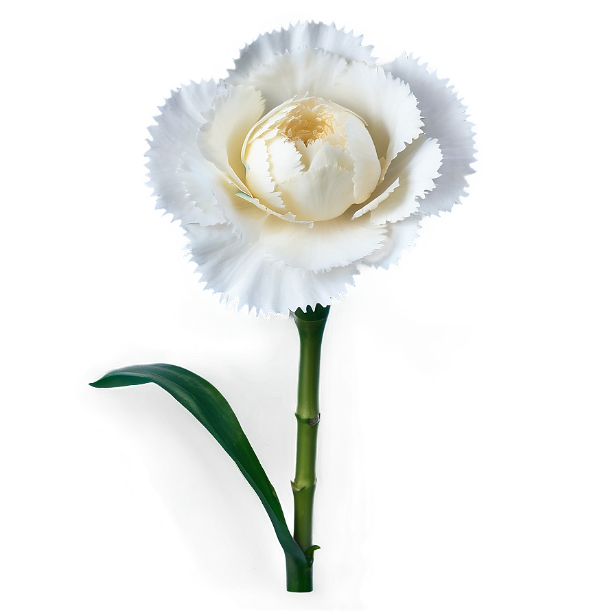 White Carnation Flower Png 05242024 PNG