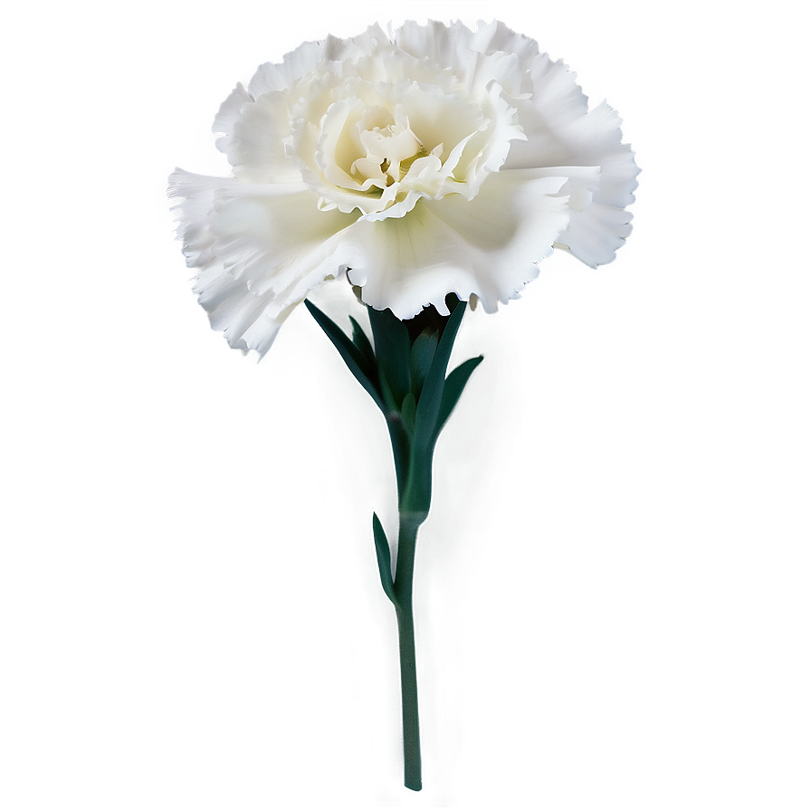 White Carnations Flowers Png 52 PNG