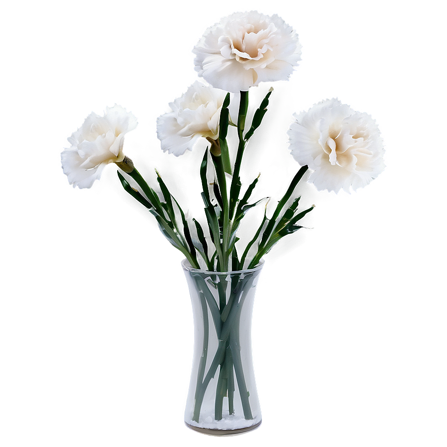 White Carnations Flowers Png Ohw PNG