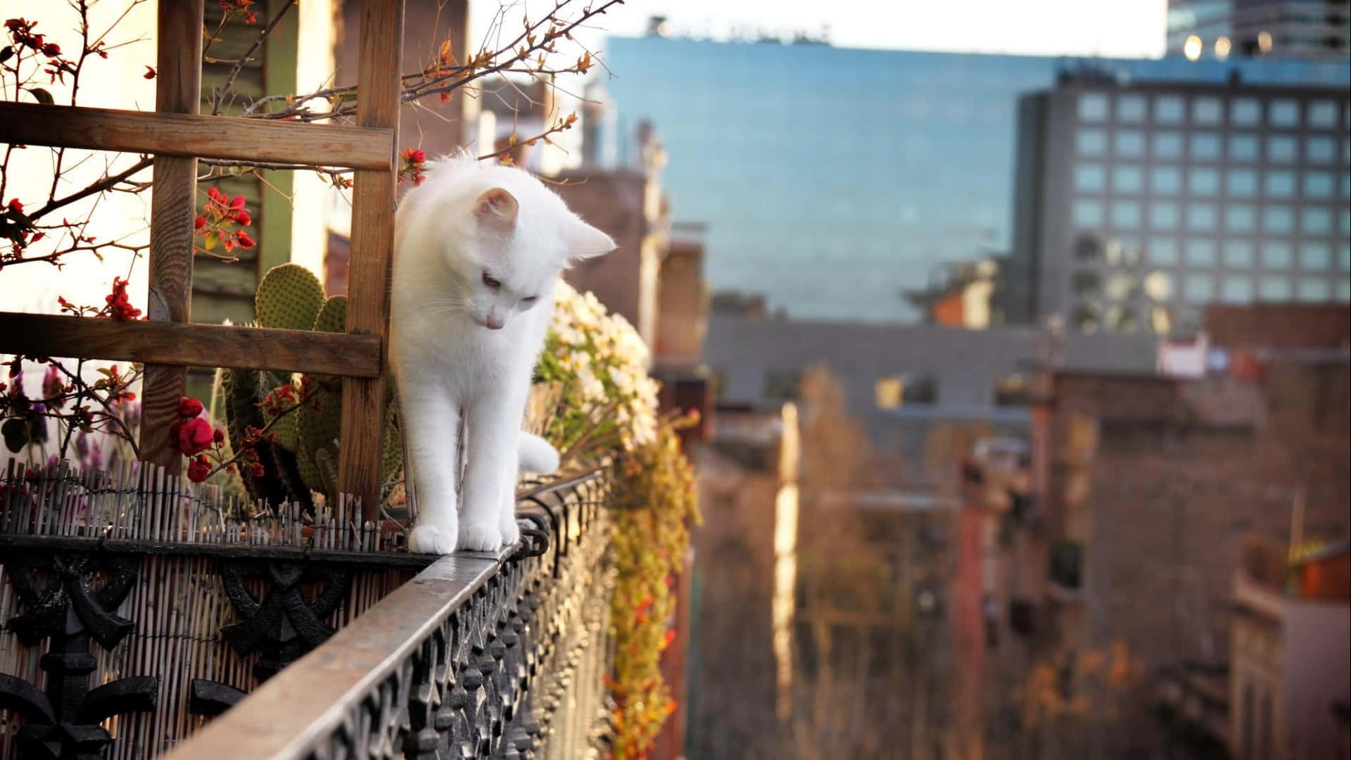White Cat Cute Animal Crossing Railings Wallpaper