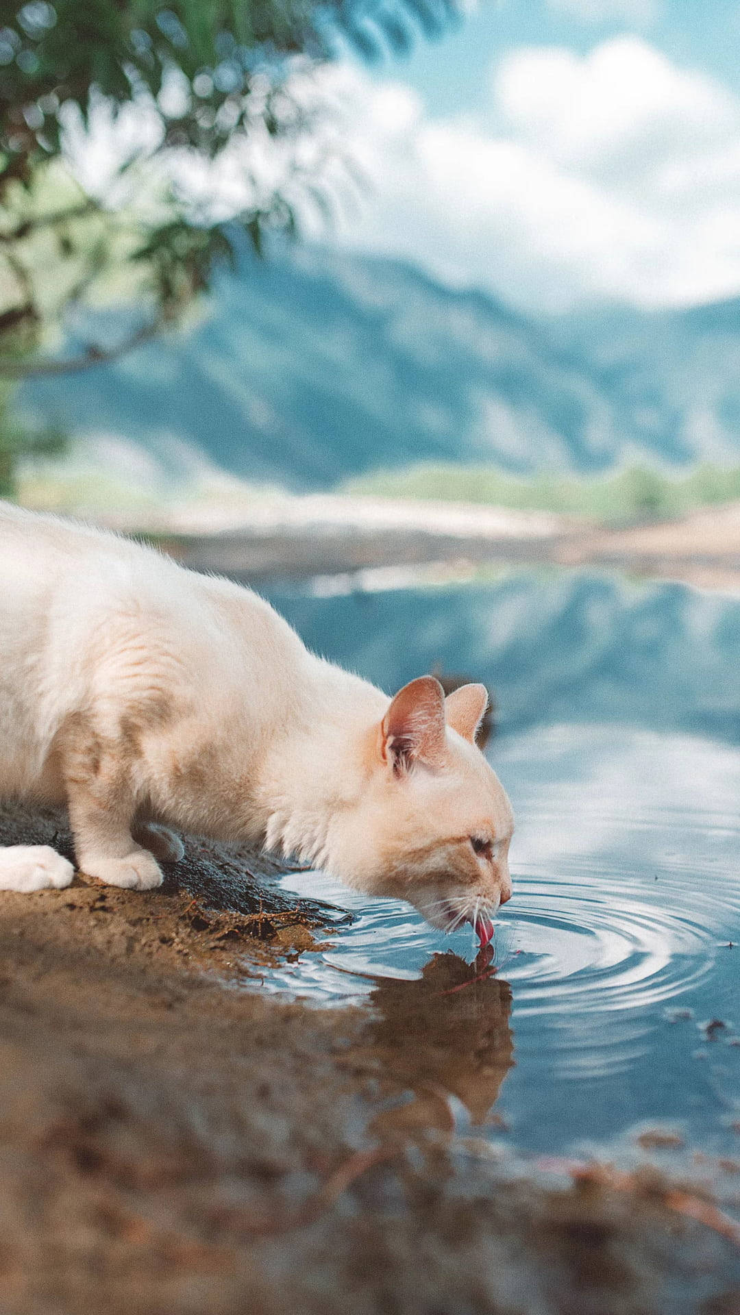 Thirsty White Cat Enjoying Fresh Water Wallpaper
