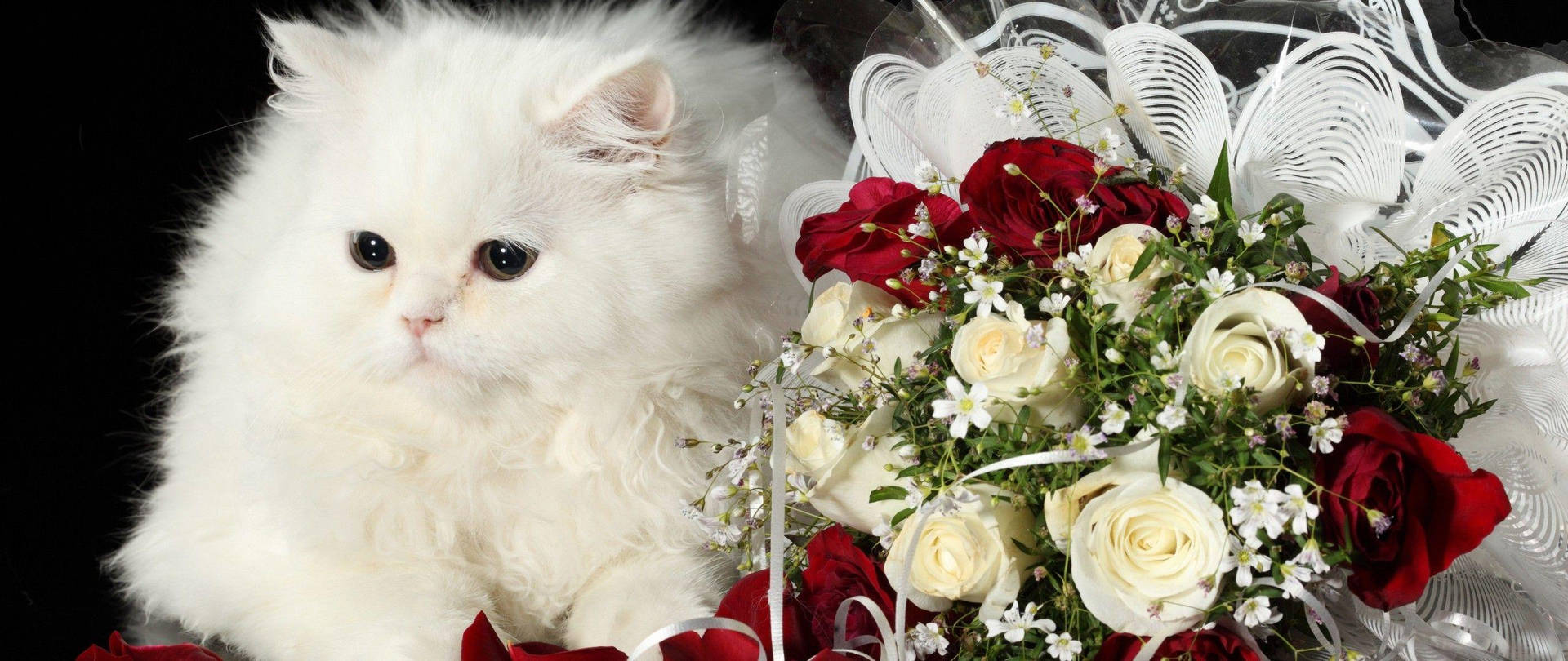 Amorde Gato Blanco Con Rosa. Fondo de pantalla