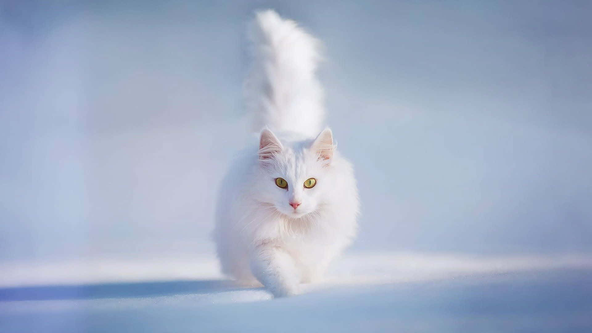 Immaginedi Un Gatto Bianco Che Corre.