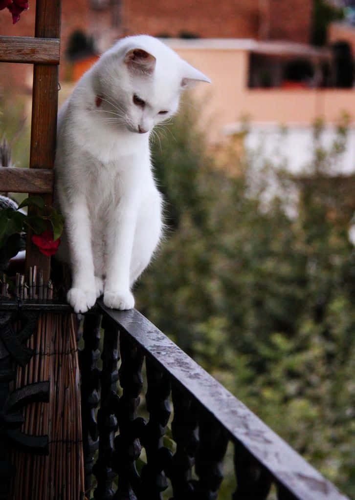 Imagende Un Gato Blanco En La Terraza