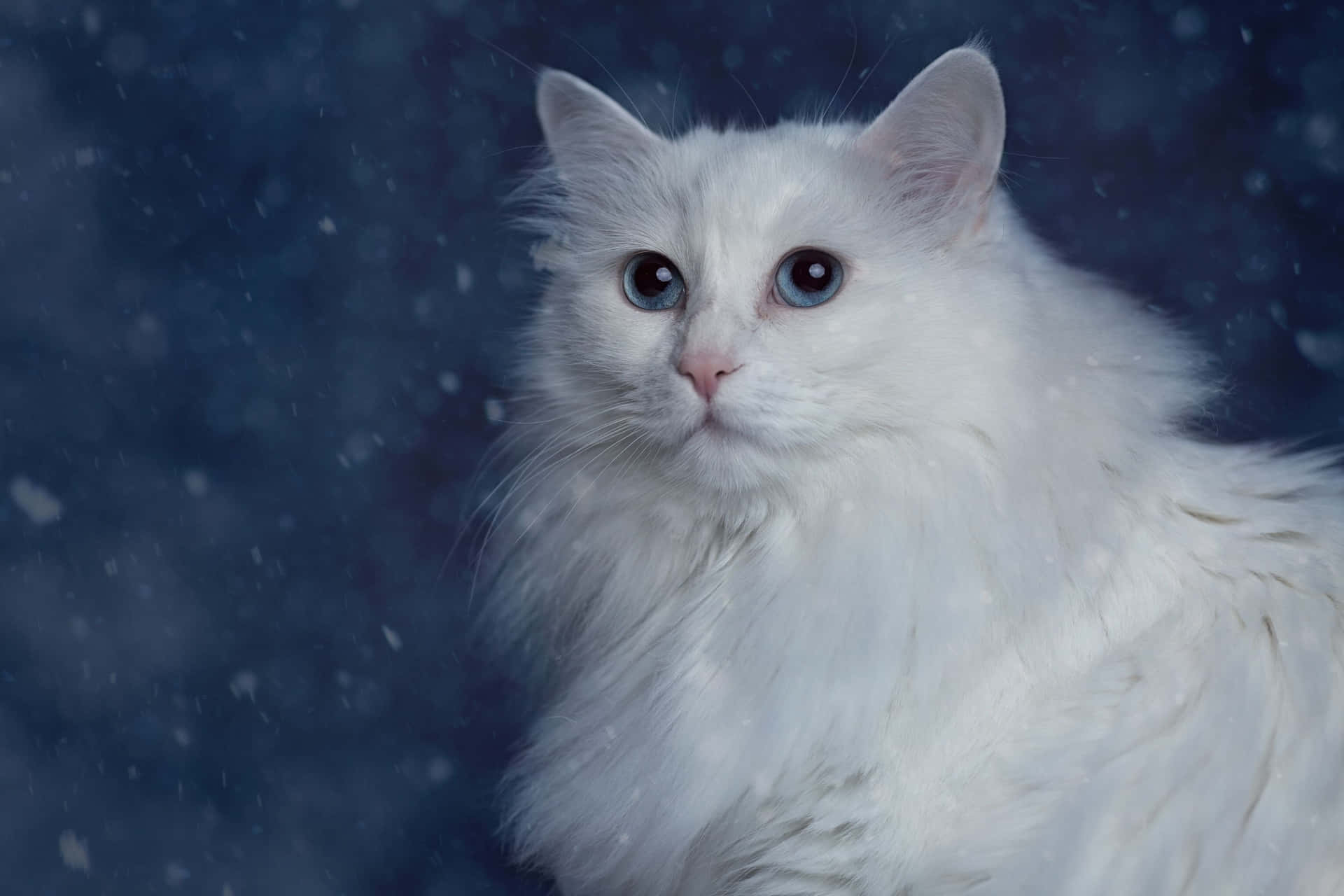 Stunning portrait of a majestic white cat.