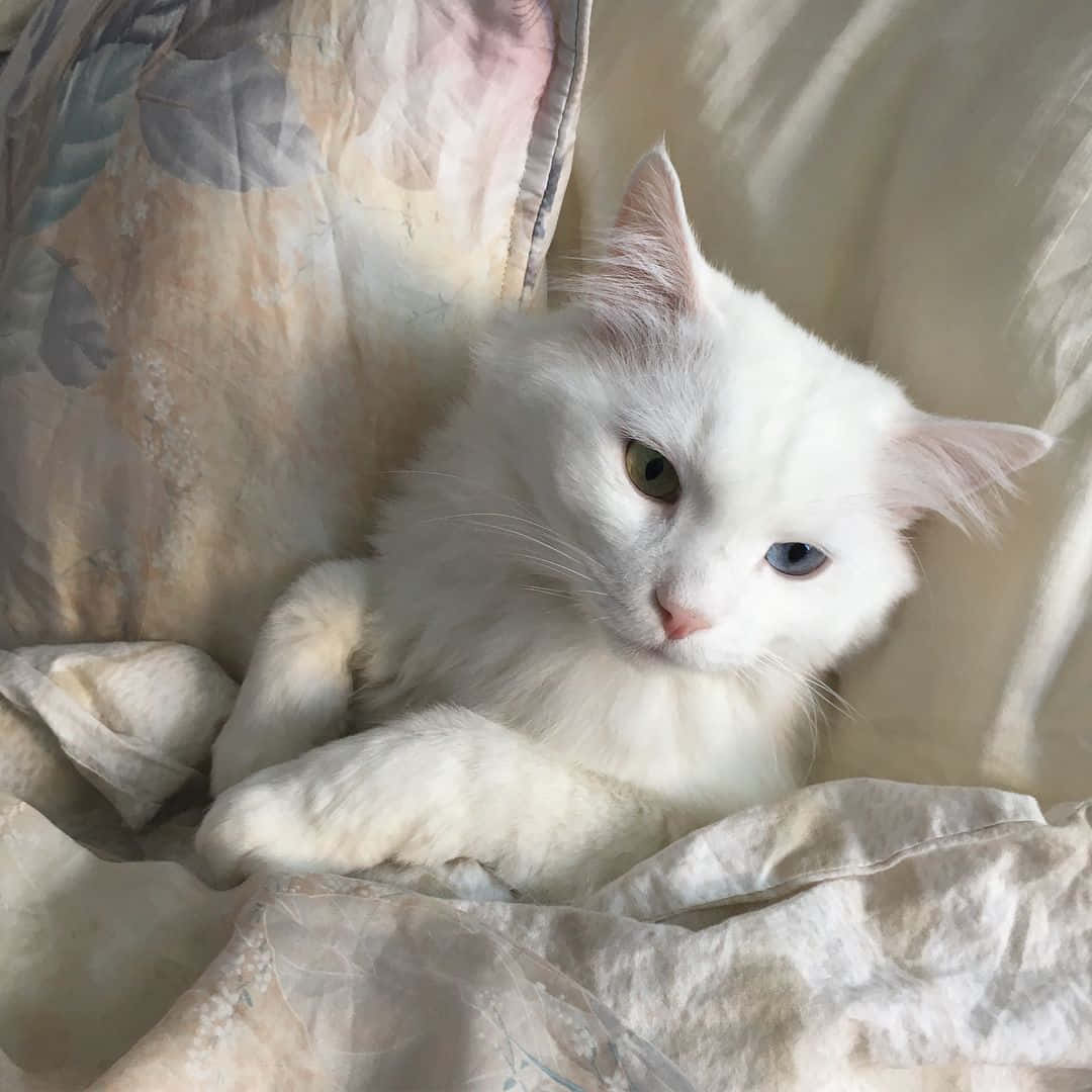 White Cat Laying Down Picture