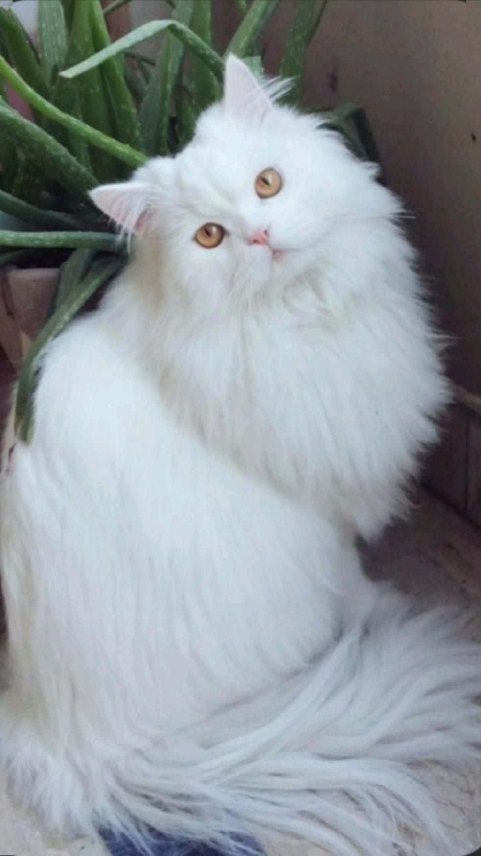 Immaginedi Un Gatto Bianco Con Occhi Arancioni