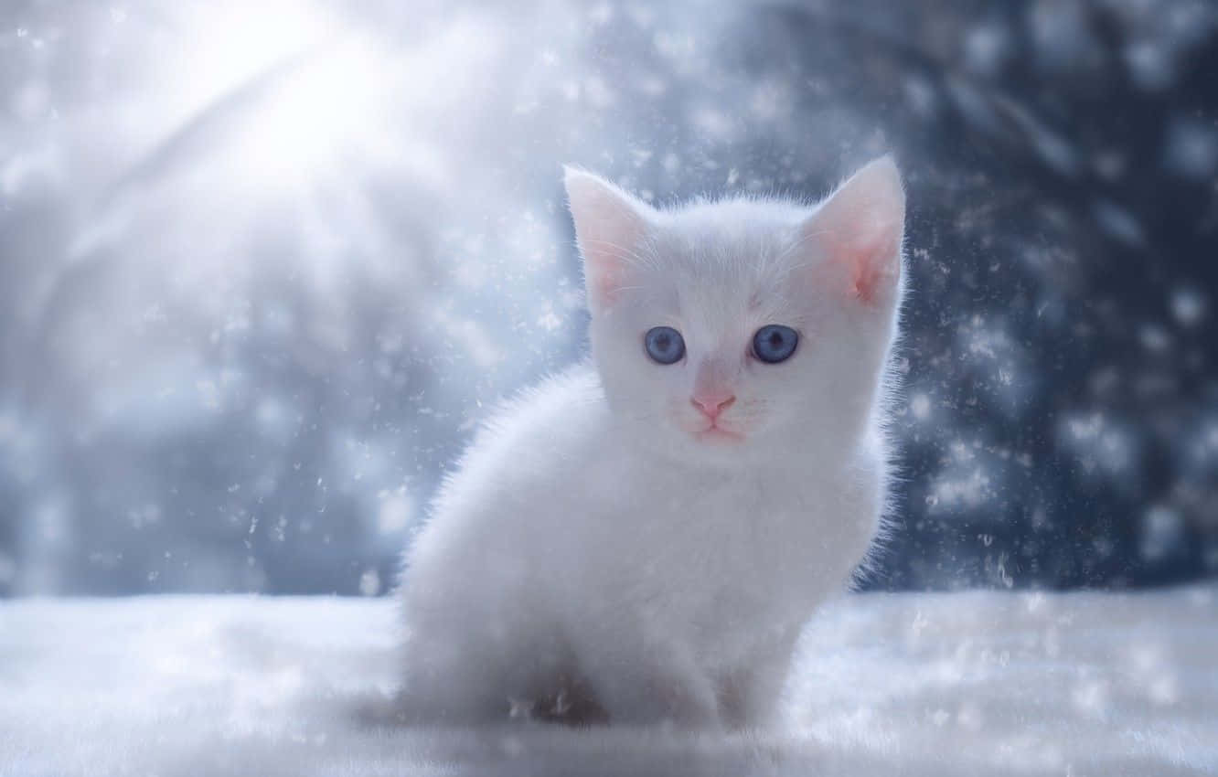 Cute White Cat On Snowfall Picture