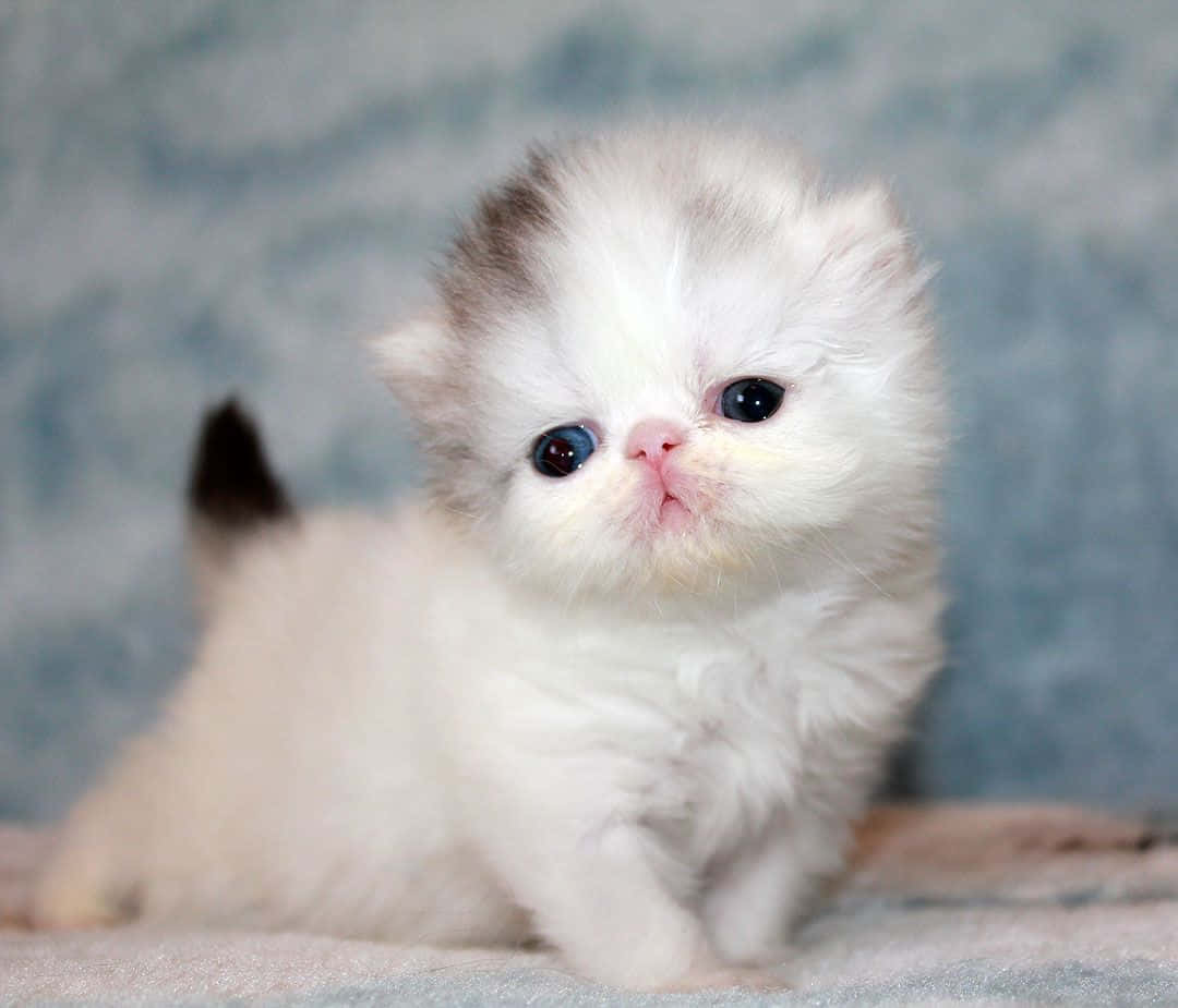 White Baby Persian Cat Picture