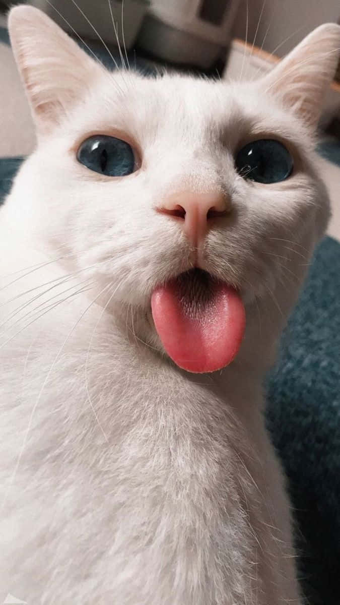 White Cat Tongue Out Picture