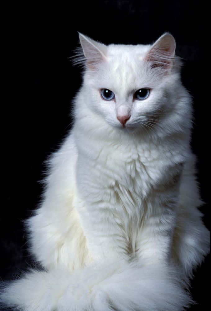 Fluffy White Cat On A Dark Picture