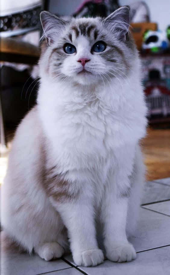 White Furry Cat Picture