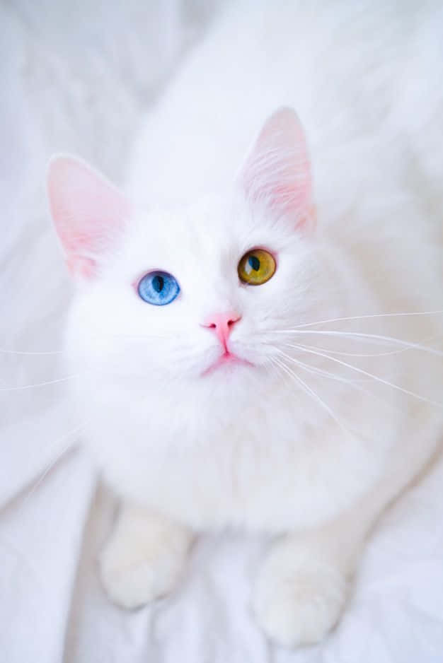Imagende Un Gato Blanco Con Ojos Azules Y Naranjas.